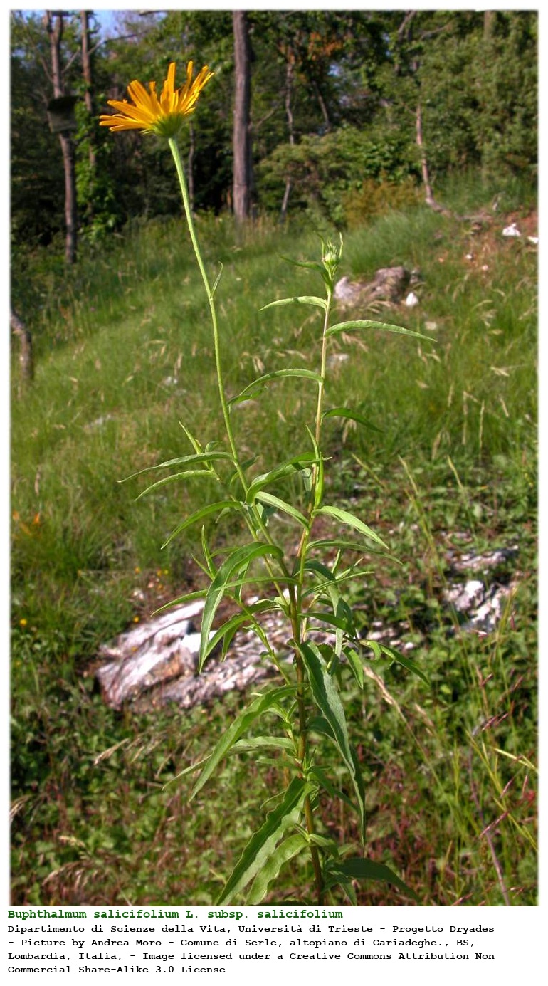 Buphthalmum salicifolium L. subsp. salicifolium